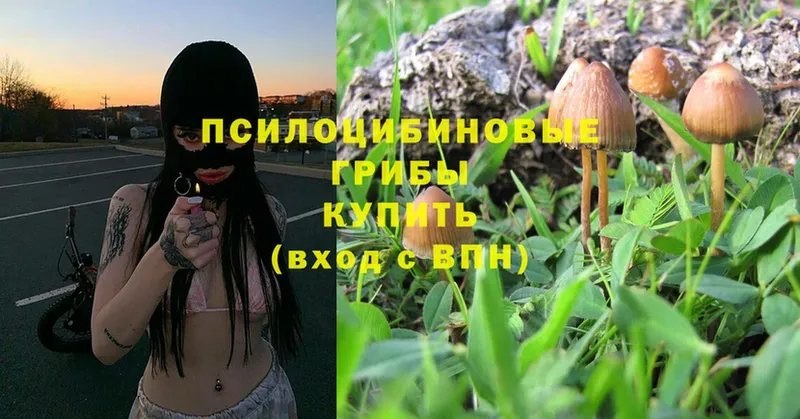 Псилоцибиновые грибы Magic Shrooms  где найти наркотики  Калач 